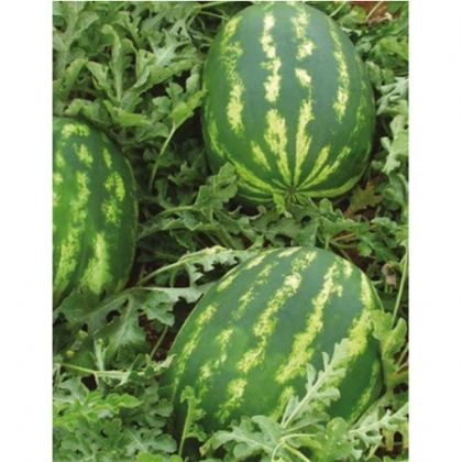 Pepene verde DEMRE F1