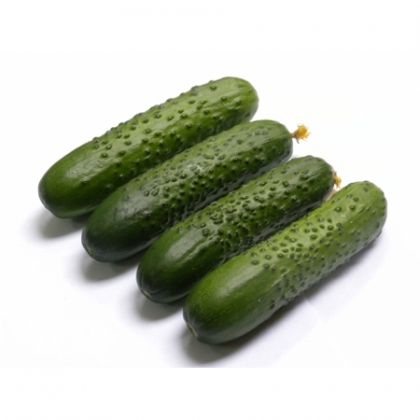Castraveti SPINO F1