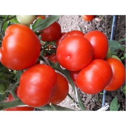Tomate semideterminate KAPONET F1