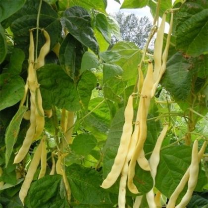 Fasole AURIE DE BACAU