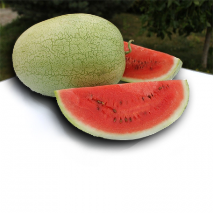 Pepene verde Kratos F1