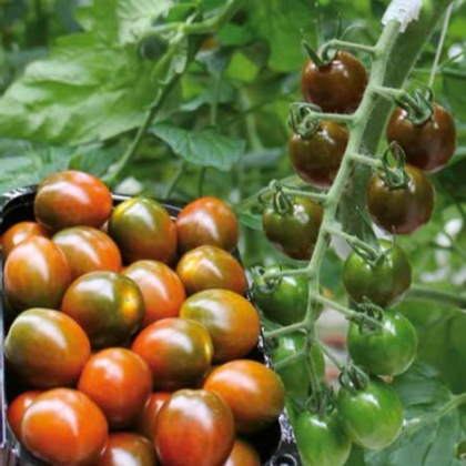 Tomate nedeterminate KM5512 F1