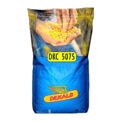 Semințe de porumb Dekalb DKC 5075 FAO 400-440, producție maximă!