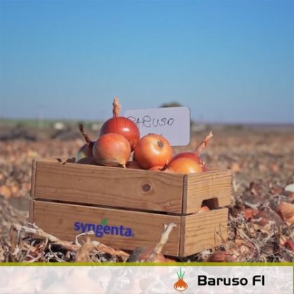 Ceapa Baruso F1