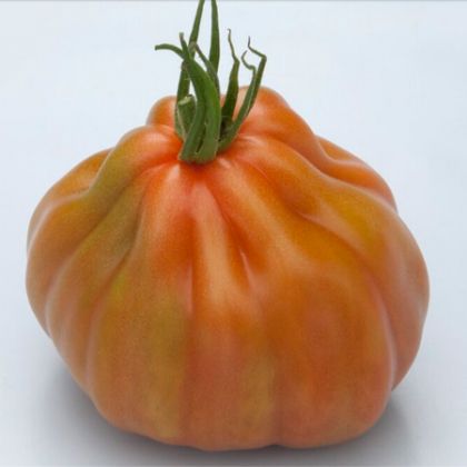Tomate nedeterminate Gigawak F1