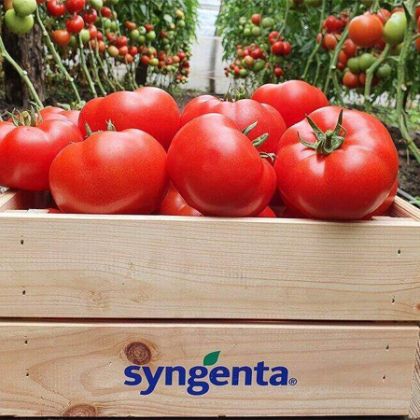 Tomate semideterminate Marifet F1