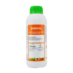 Borocal