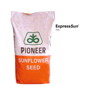 Semințe Floarea Soarelui Pioneer P64LE280 - Producție Maximă!