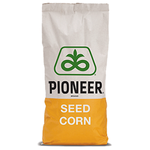 Semințe Porumb Pioneer PR31Y43 SILOmax - Productivitate Maximă, FAO 590!